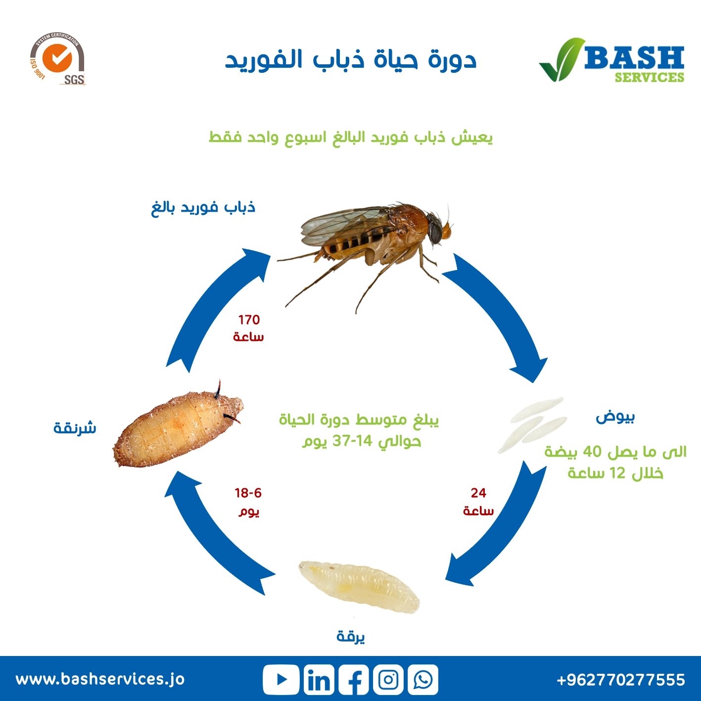 مكافحة الذباب عمان الاردن