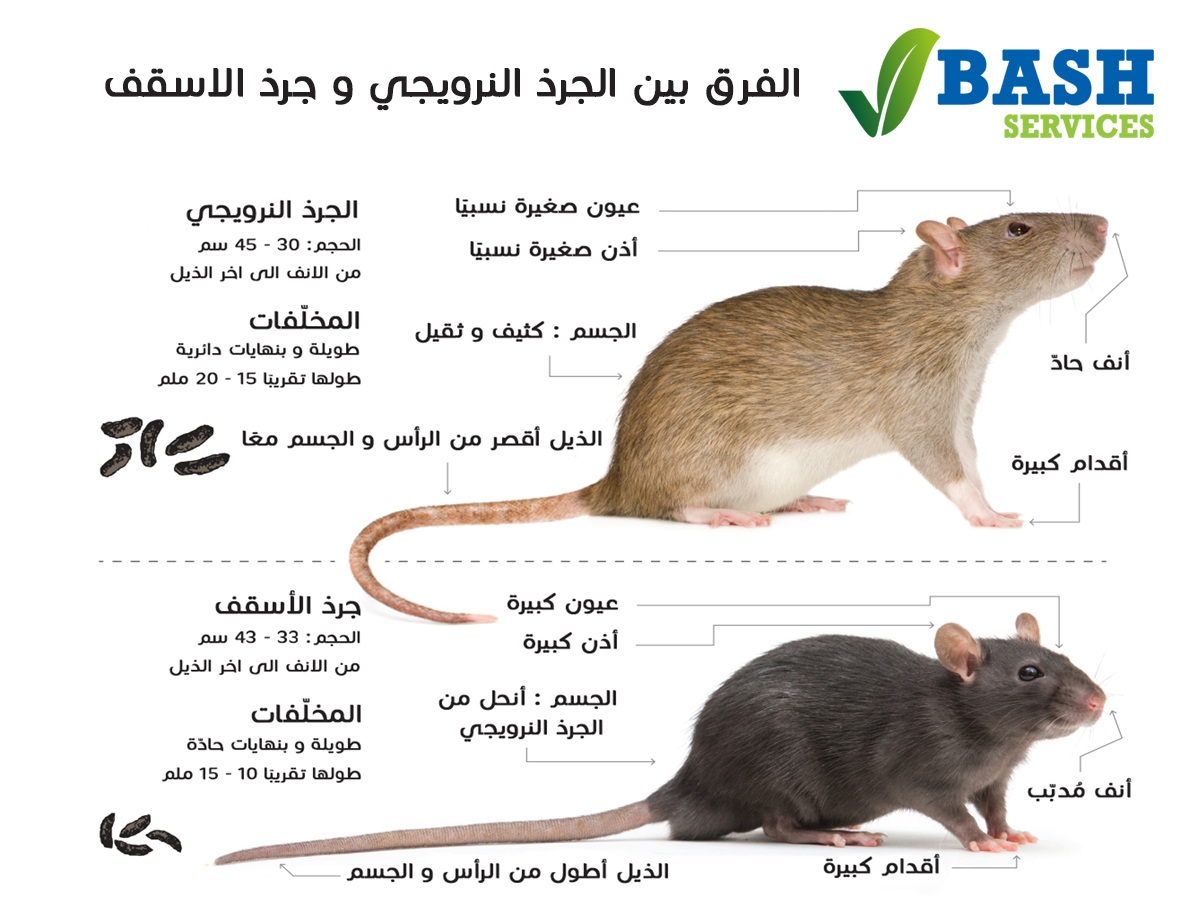 مكافحة القوارض عمان الاردن