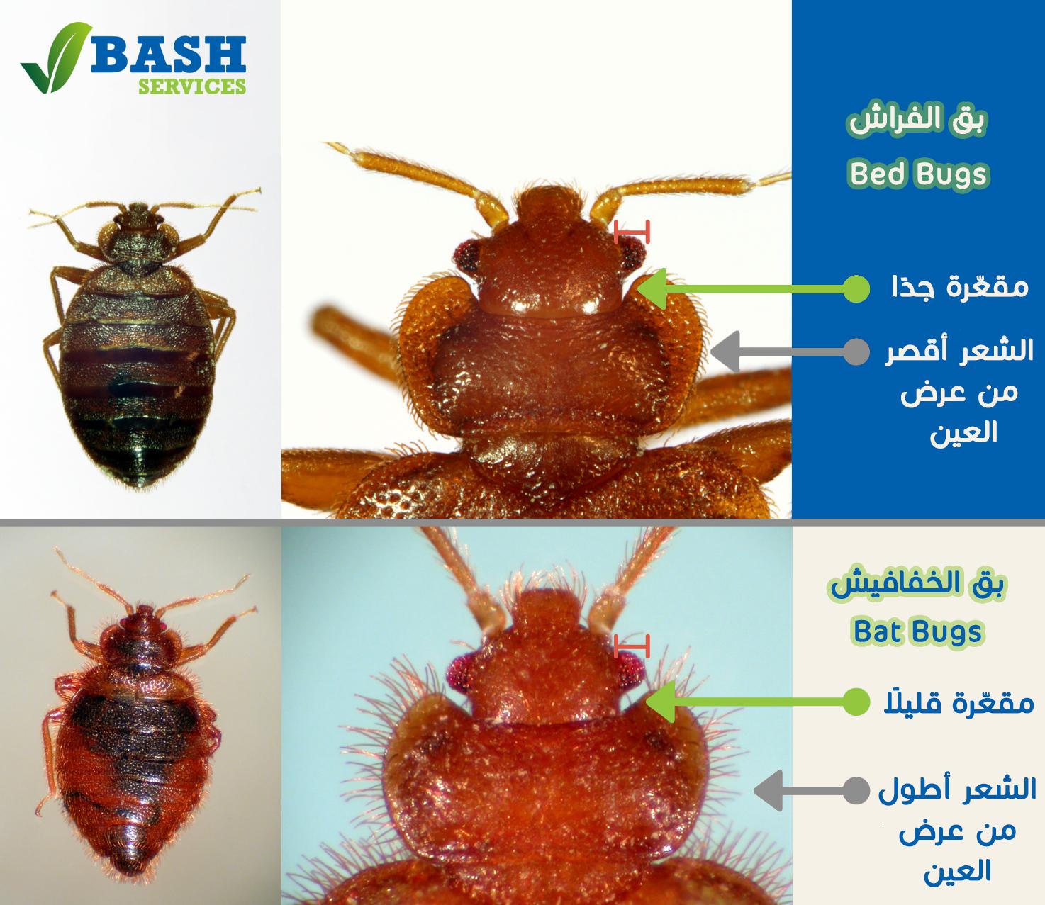 مكافحة البق عمان الاردن