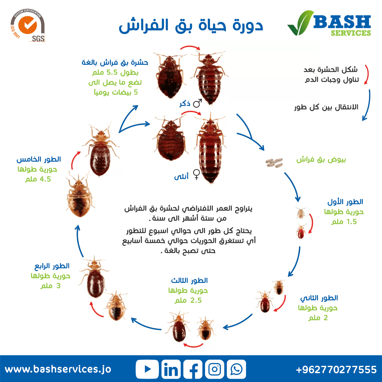 القضاء على البق عمان الاردن