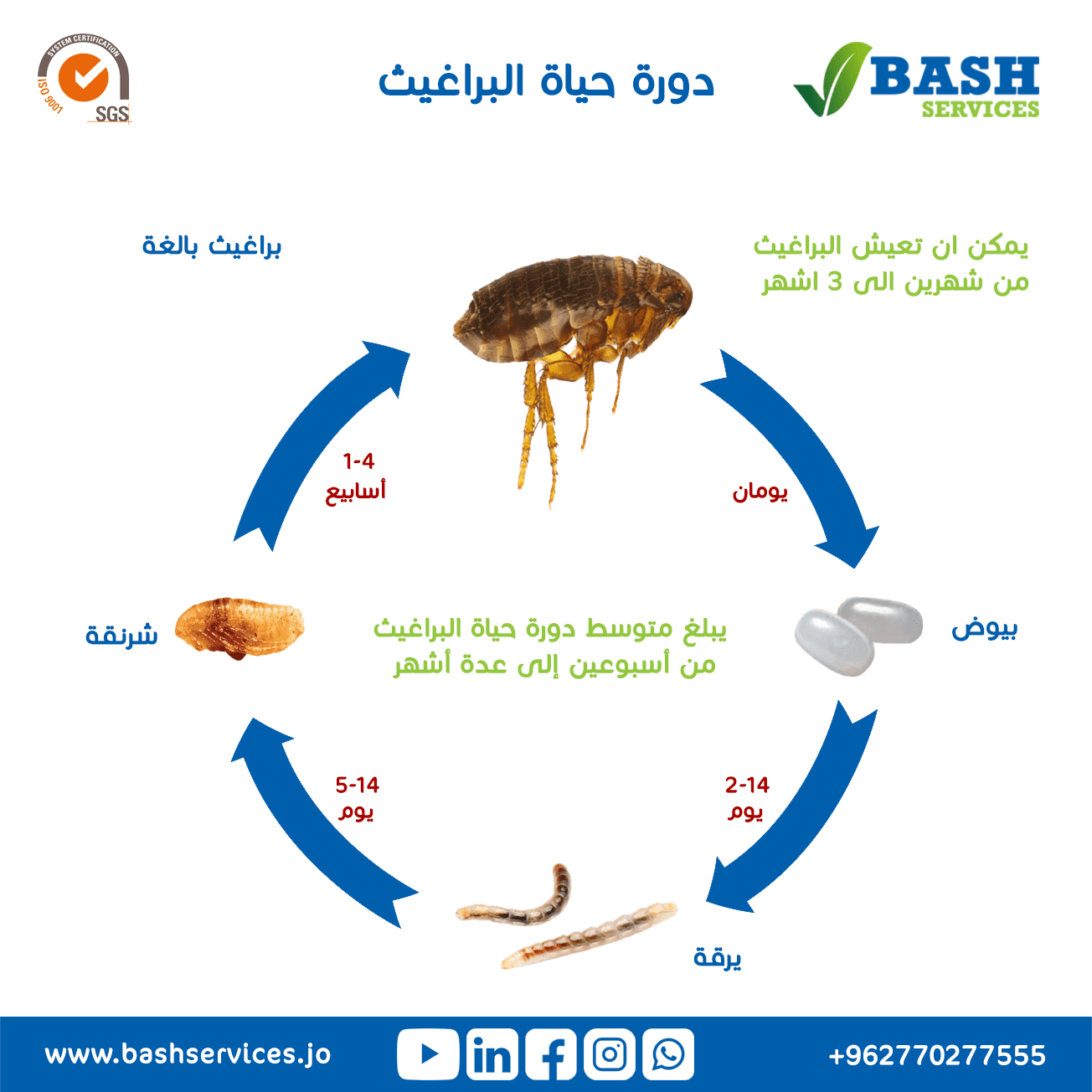 القضاء على البراغيث عمان الاردن
