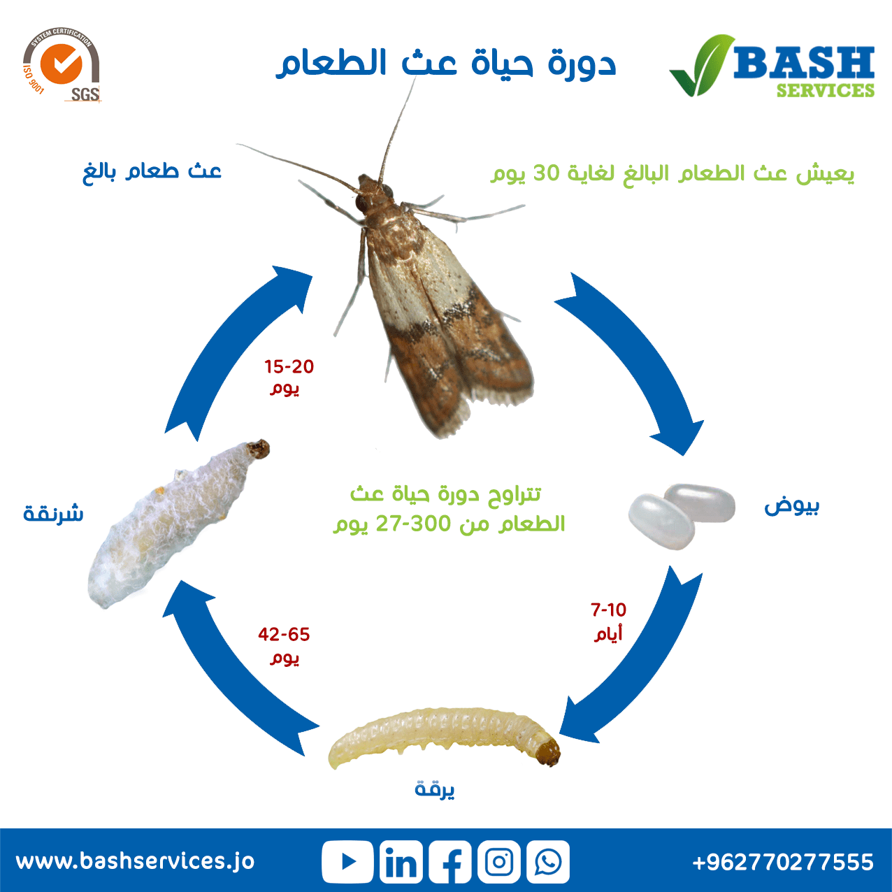 التخلص من عث الطعام عمان الاردن