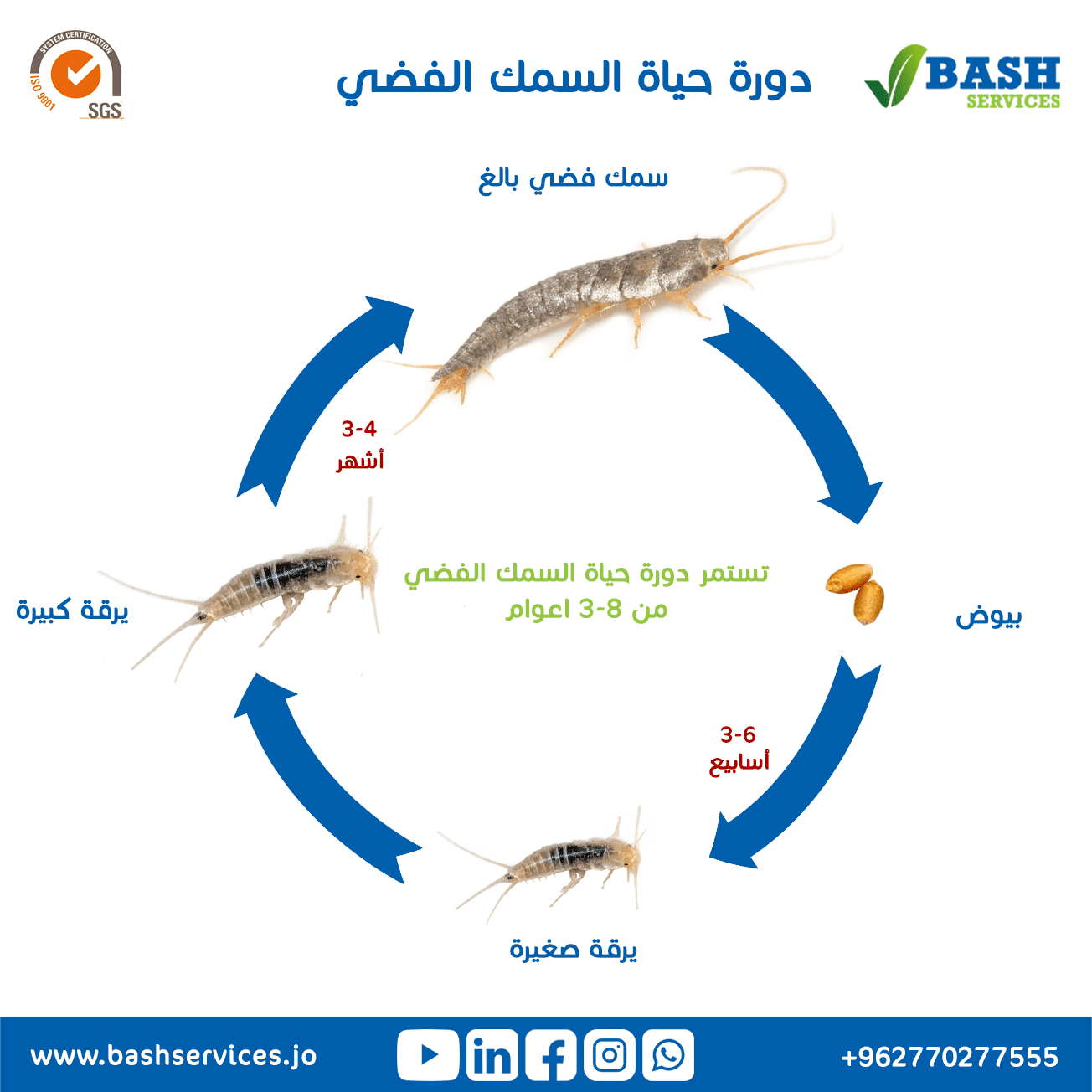 القضاء على السمكة الفضية عمان الاردن