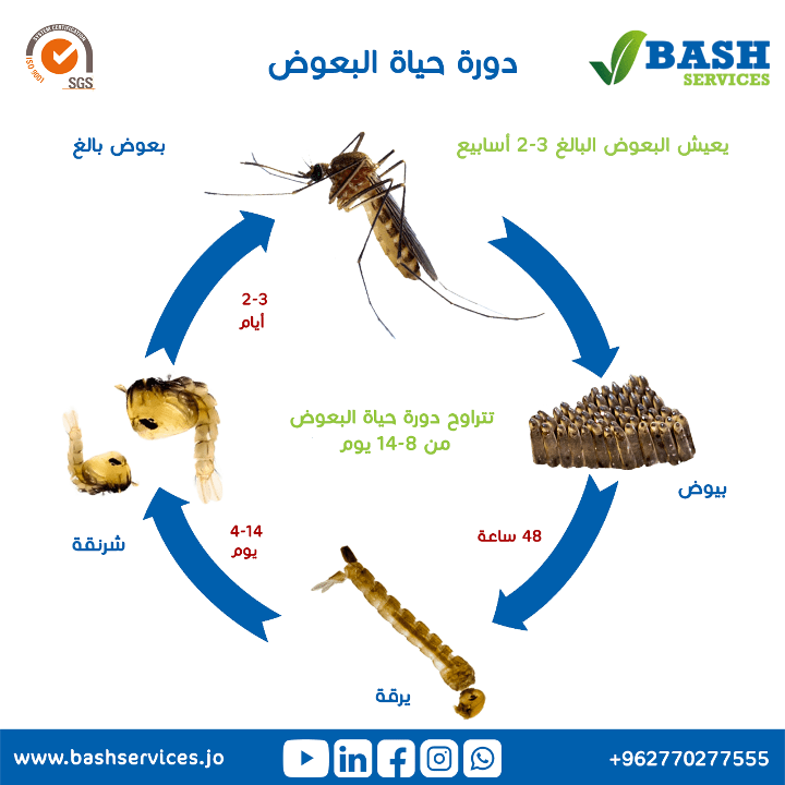 القضاء على البعوض عمان الاردن