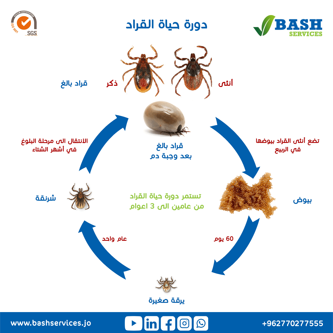 مكافحة القراد عمان الاردن