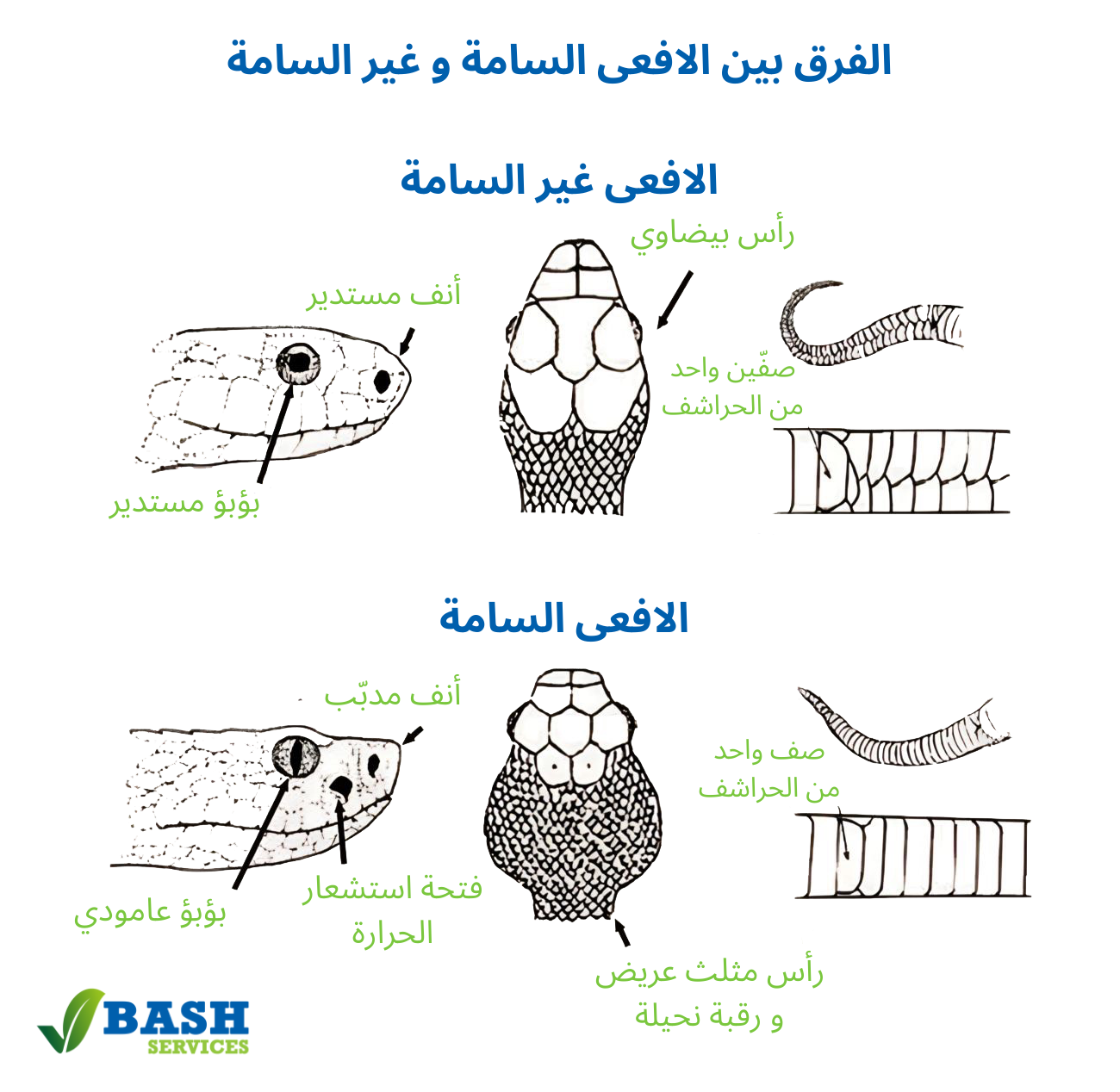 التخلص من الافاعي عمان الاردن