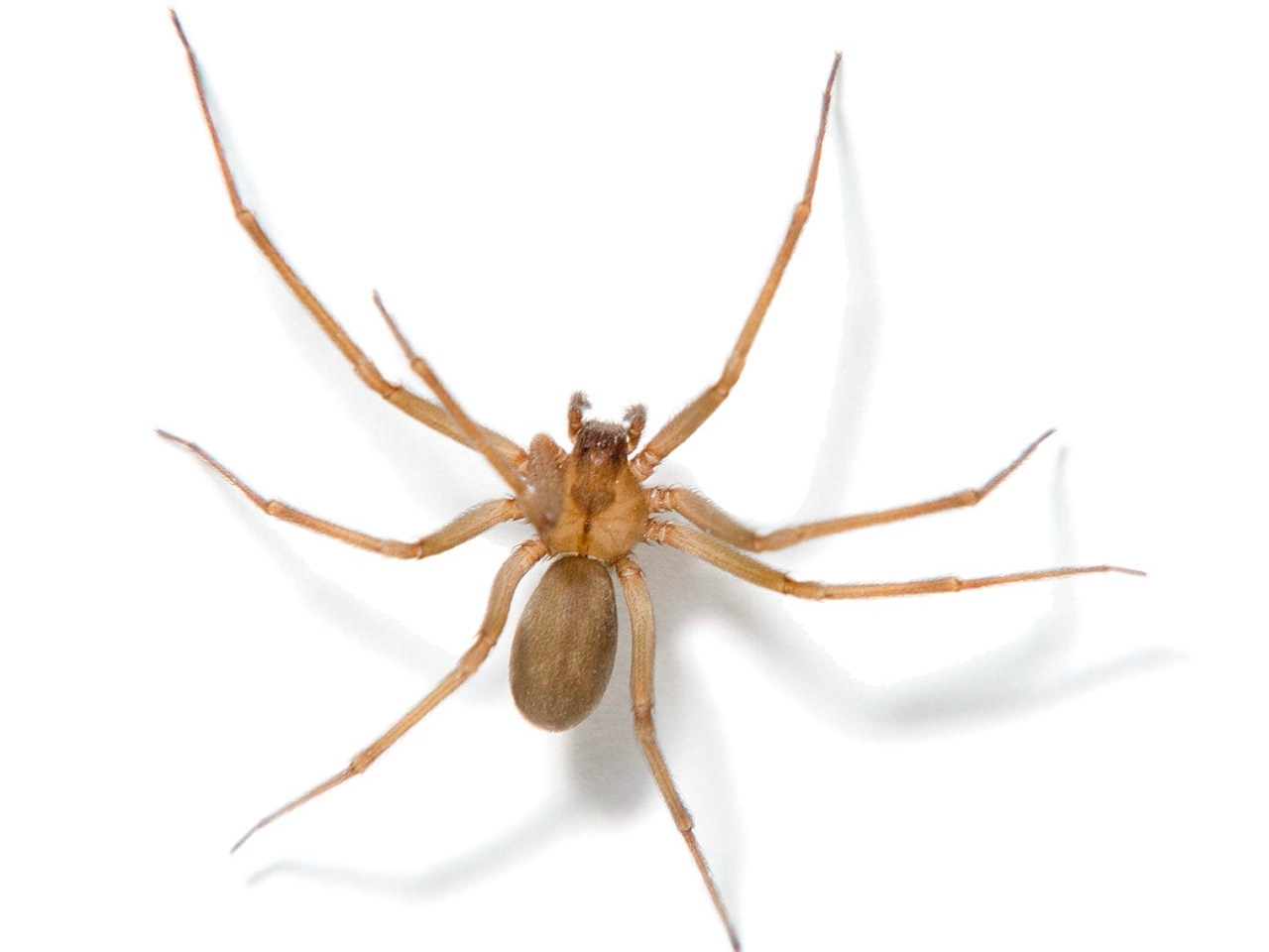 spiders scorpions snakes control