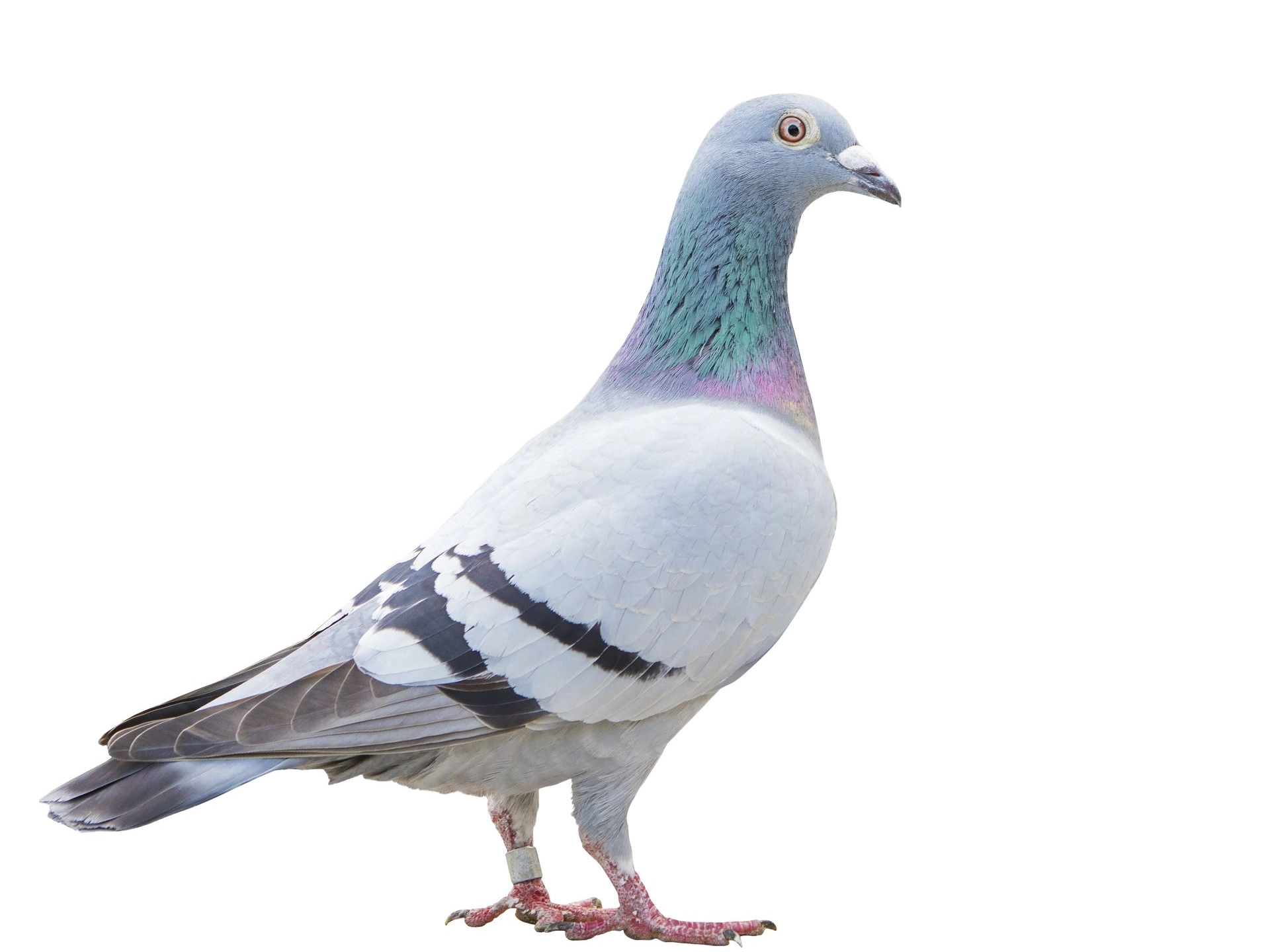 Birds control amman jordan