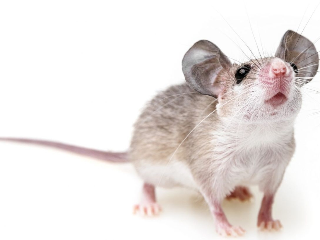 Rodents control amman jordan