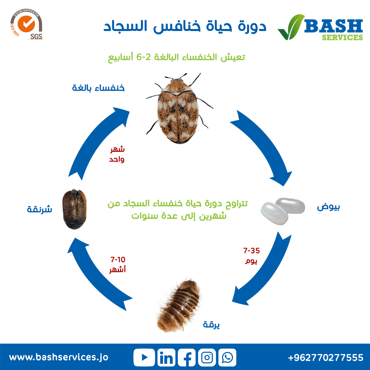 القضاء و التخلص من خنافس السجاد