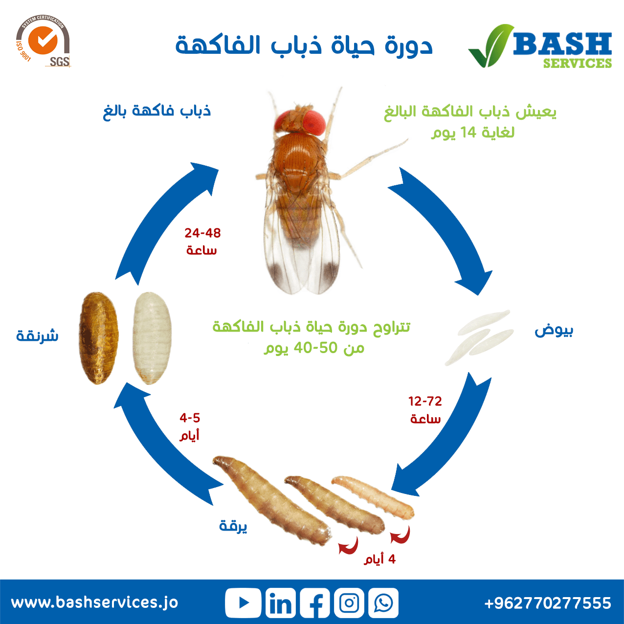 القضاء و التخلص من ذباب الفاكهة