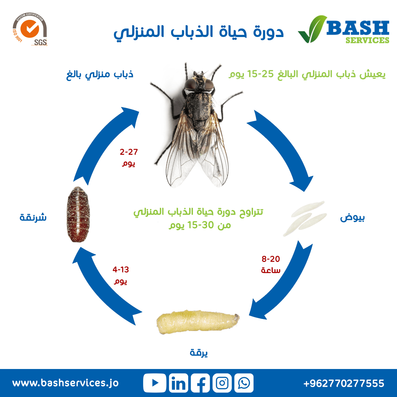 كيفية القضاء و التخلص من الذباب
