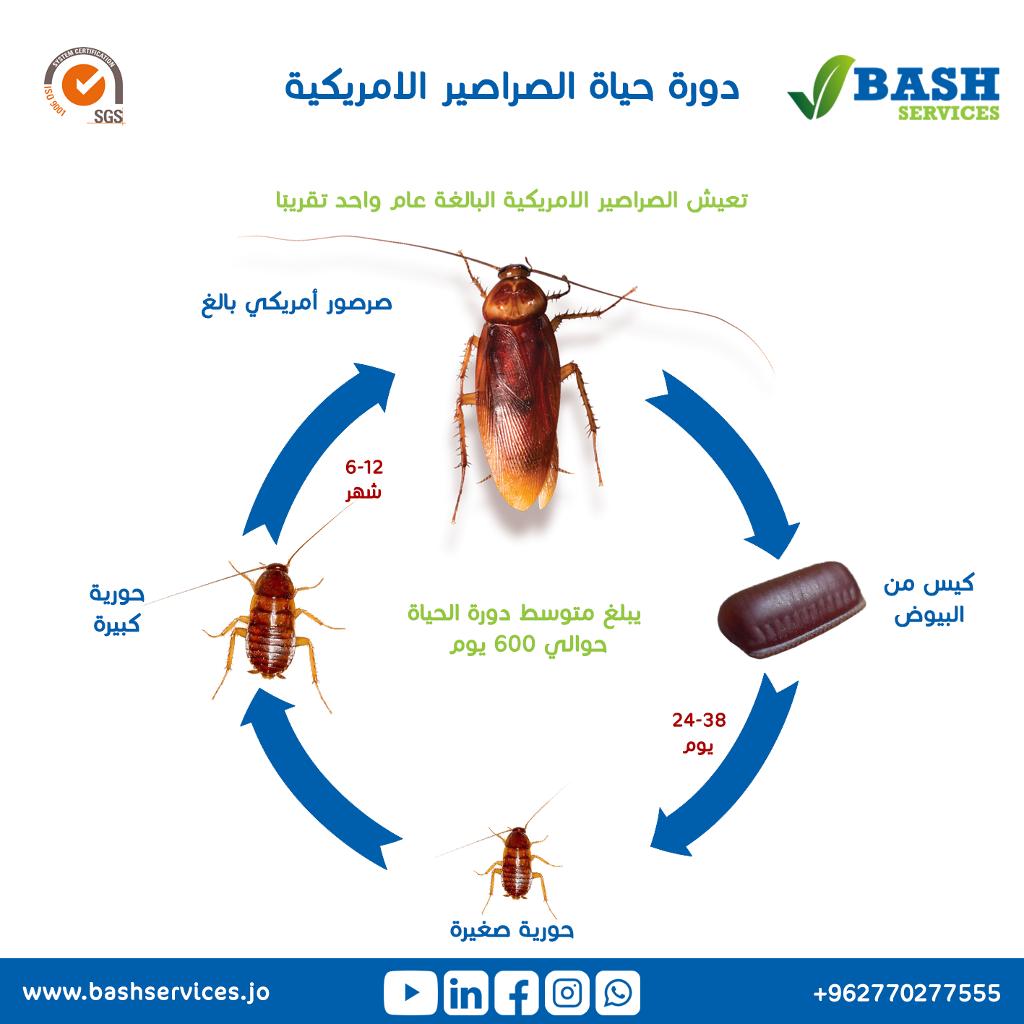 امانة عمان مكافحة الحشرات الاردن