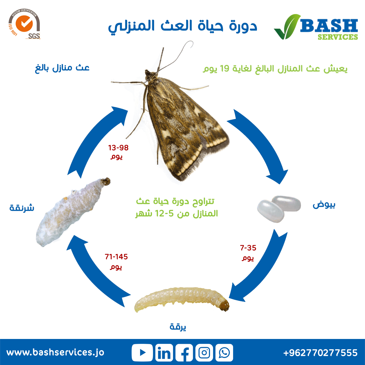 مكافحة العث عمان الاردن