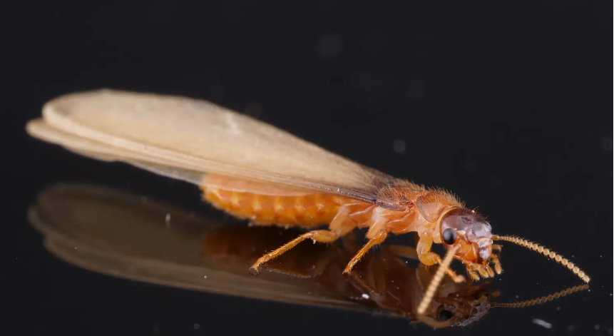 termites control amman jordan termites control amman jordan