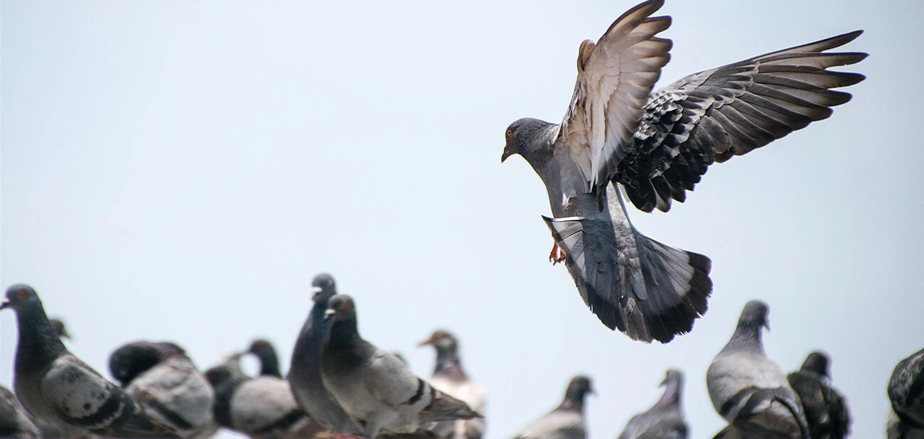 مكافحة طيور عمان الاردن