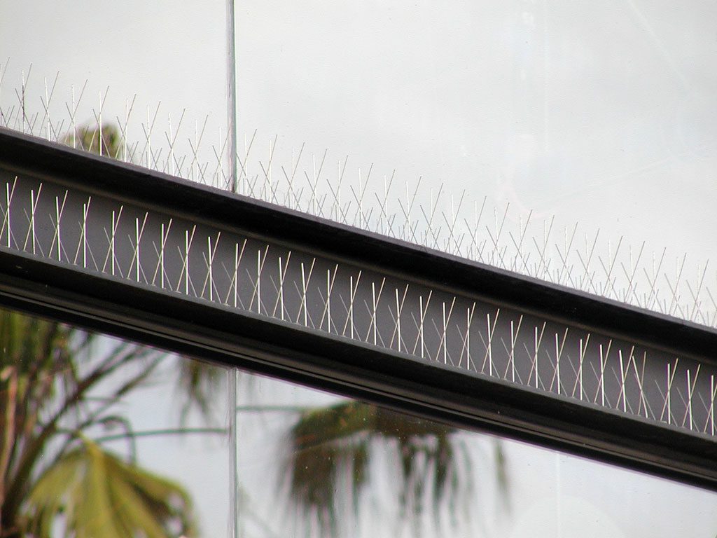 مسامير الطيور عمان الاردن مسامير الطيور عمان الاردن