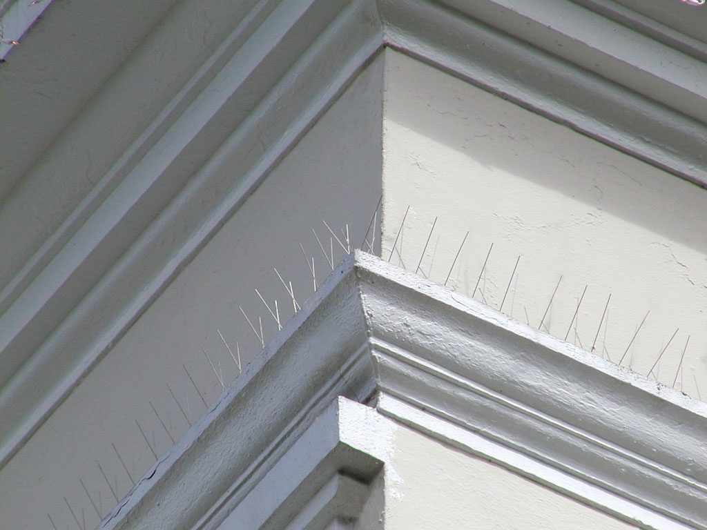 مسامير الحمام عمان الاردن طرق طرد الحمام عمان الاردن