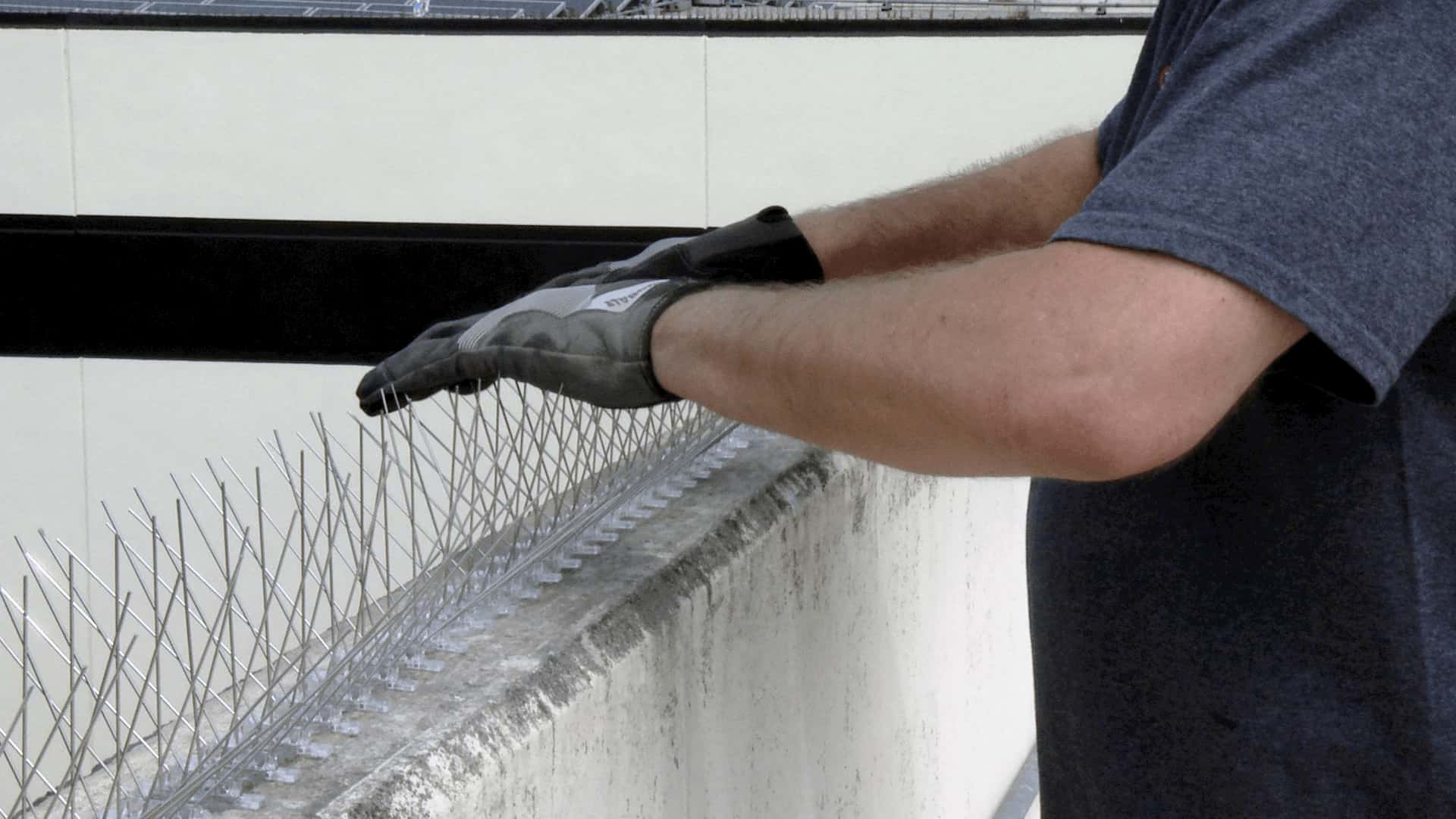 مسامير الحمام و الطيور عمان الاردن مسامير الحمام و الطيور عمان الاردن