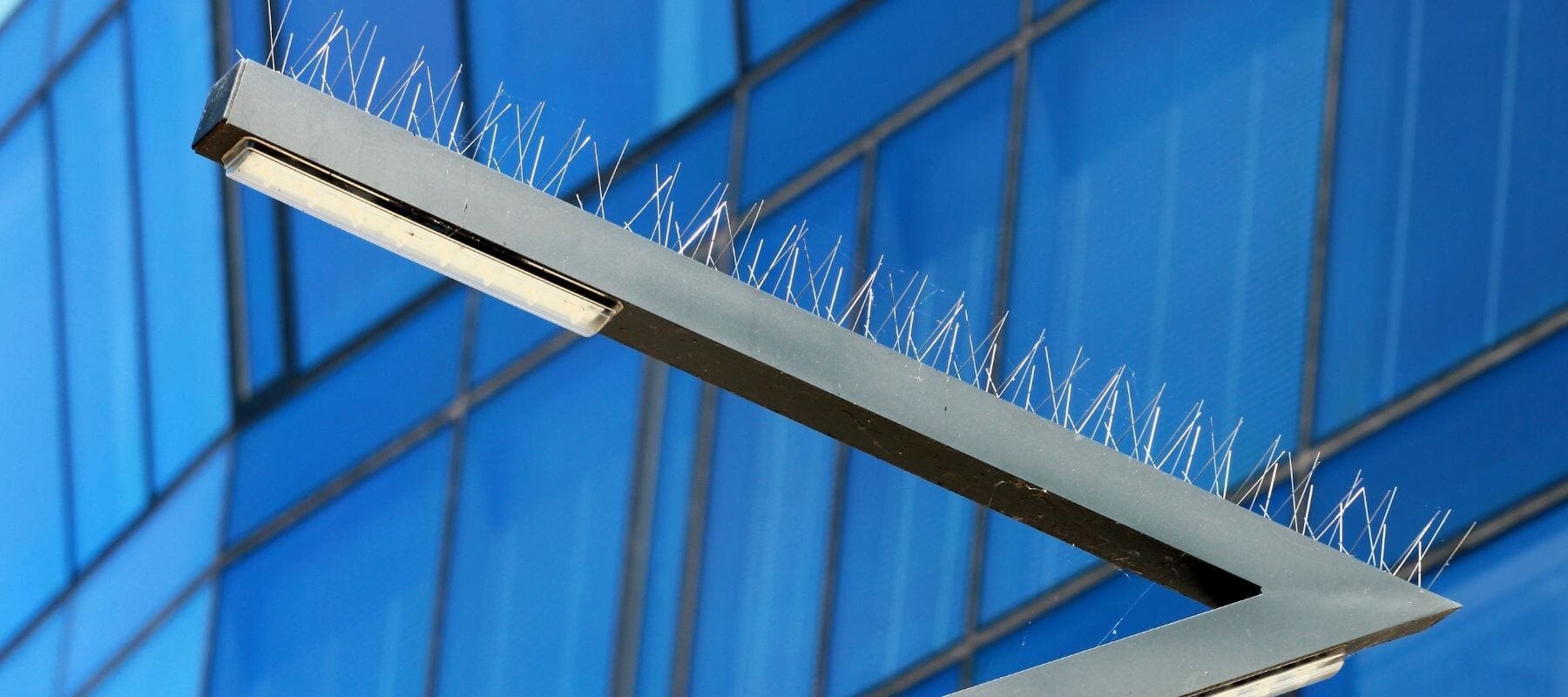 ابعاد الطيور و الحمام عمان الاردن ابعاد الطيور و الحمام عمان الاردن