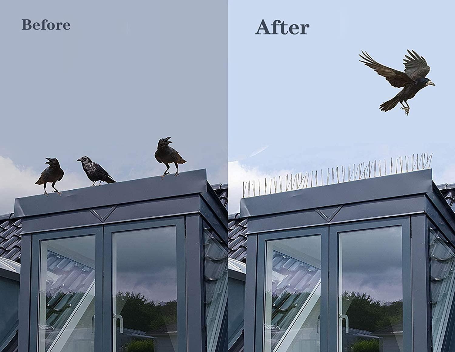 اجهزة طرد الطيور و الحمام عمان الاردن