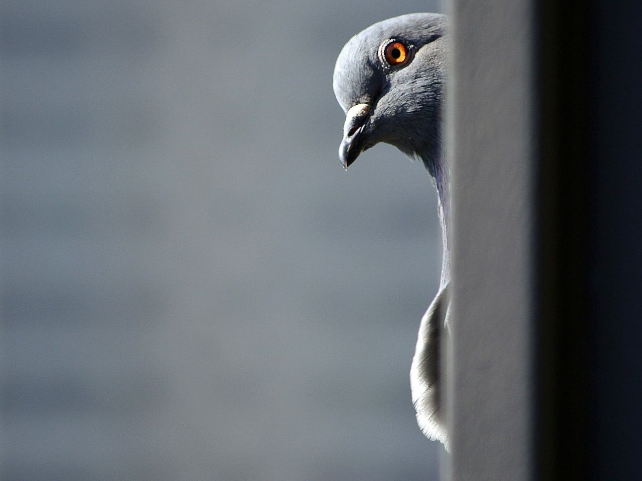 مكافحة طيور عمان الاردن اجهزة ابعاد الطيور و الحمام عمان الاردن