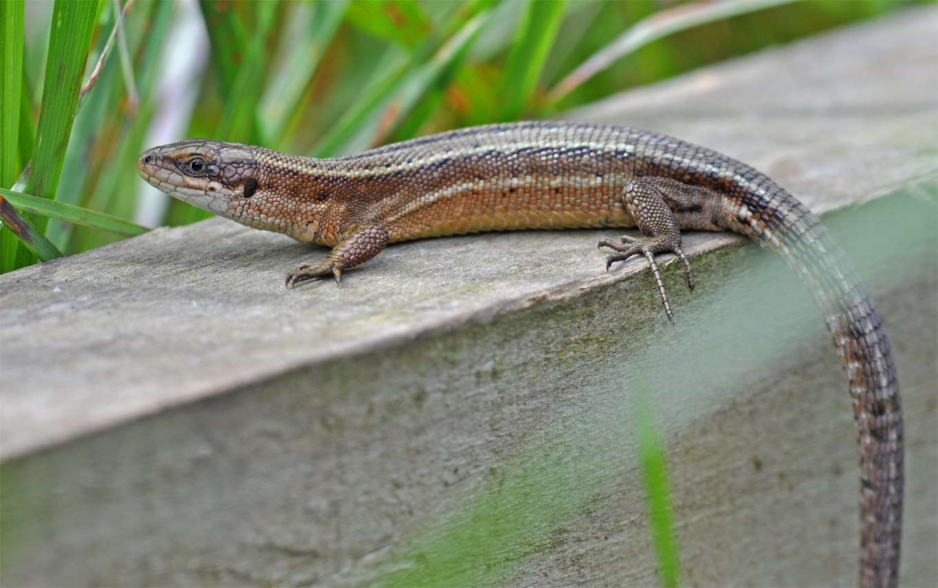 القضاء على السحالي عمان الاردن