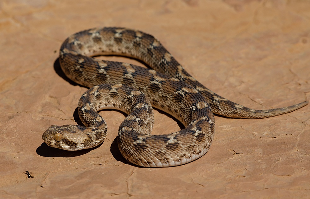 مكافحة الافاعي عمان الاردن