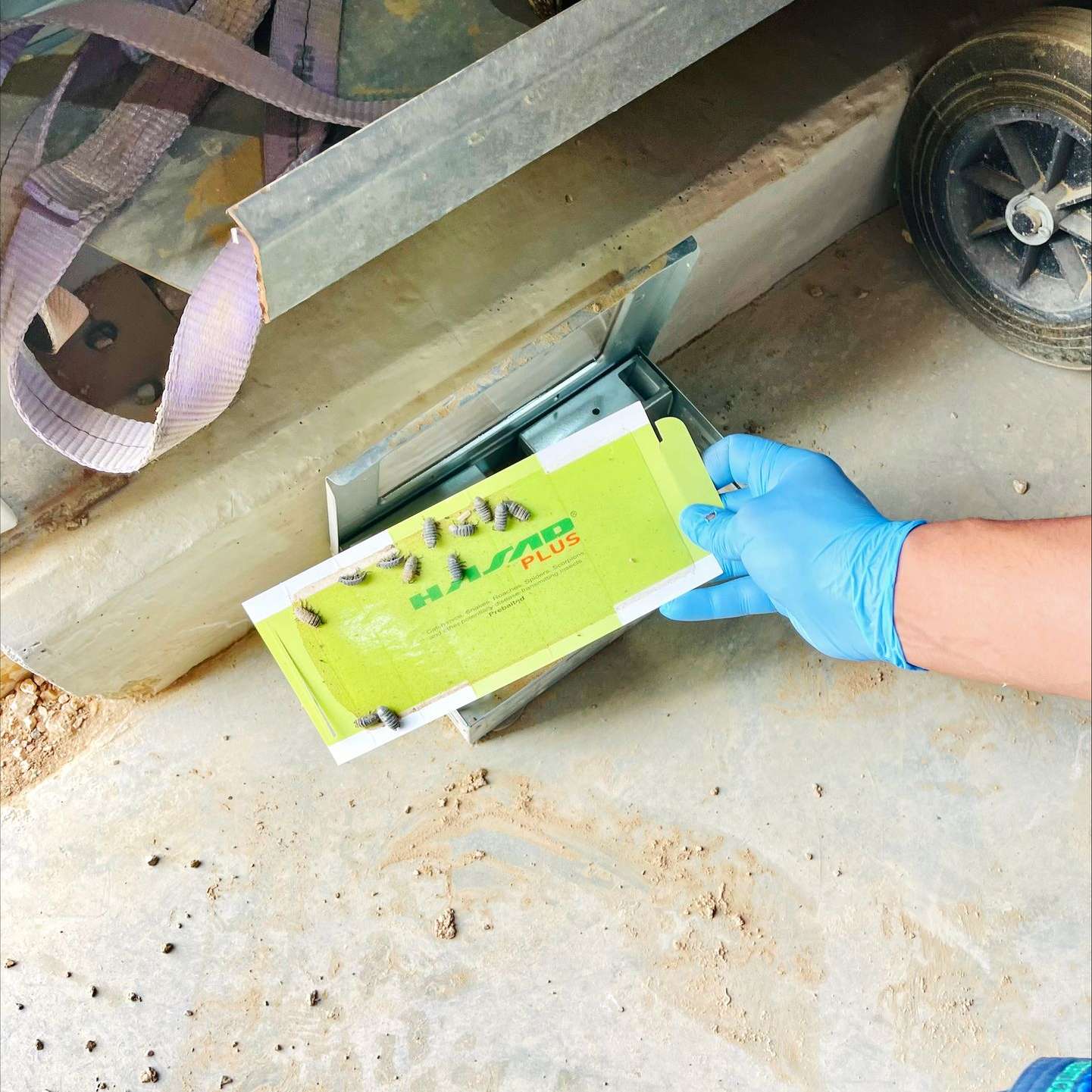 شركة مكافحة حشرات عمان الاردن