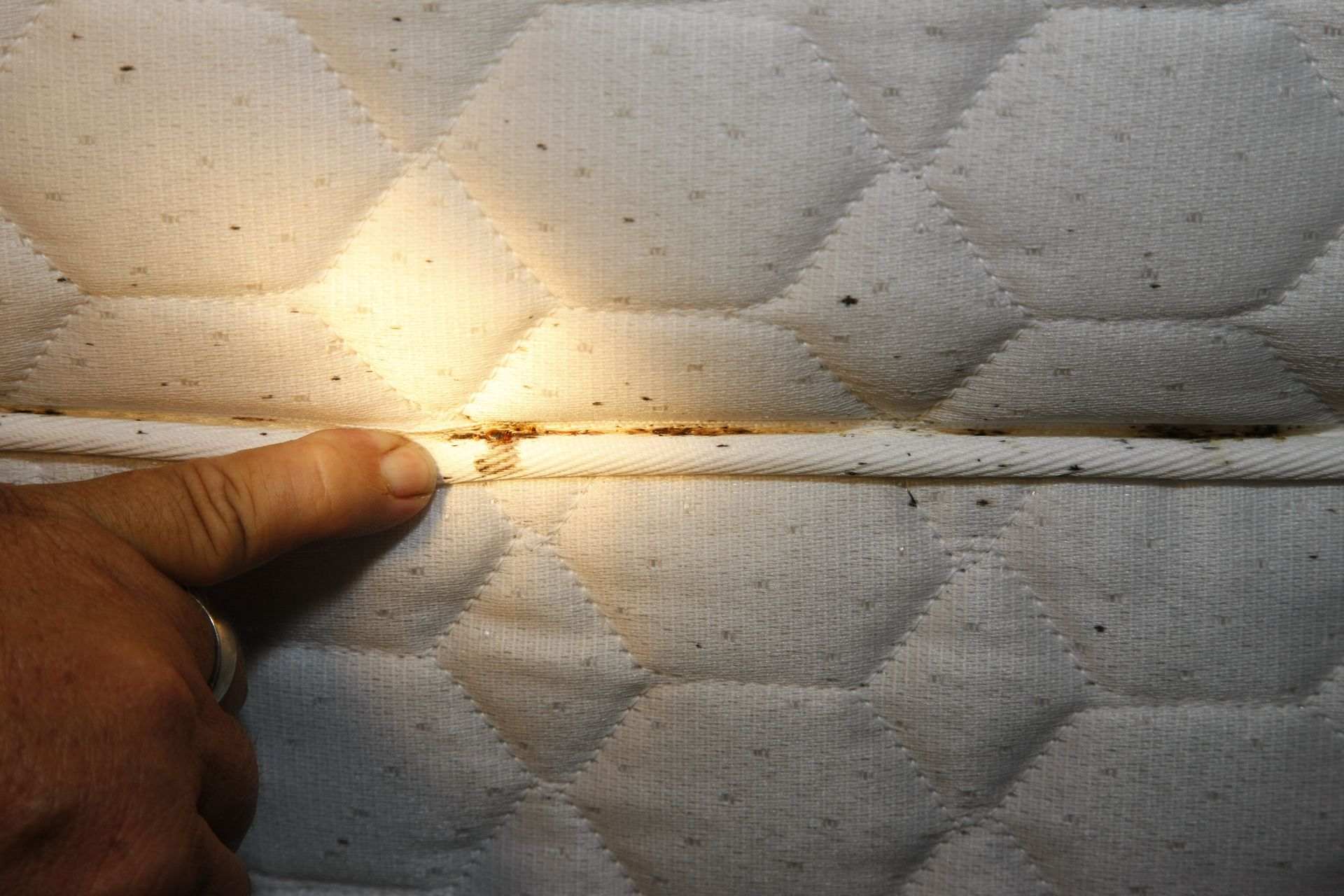 علاج البق عمان الاردن