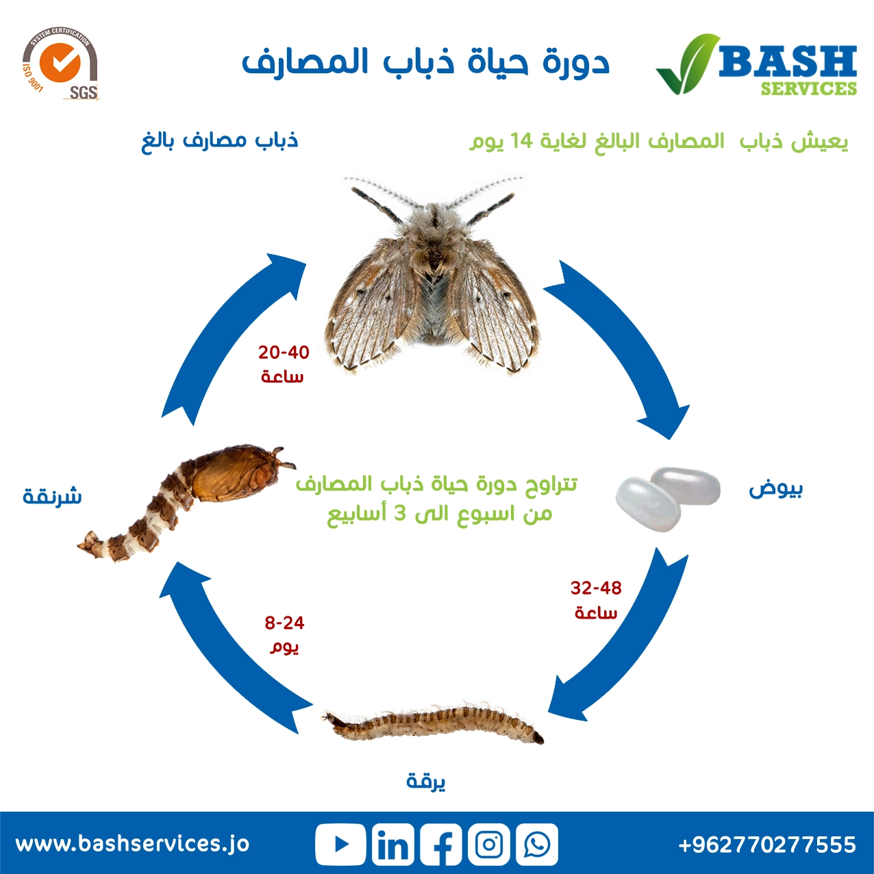مكافحة ذباب المصارف عمان الاردن