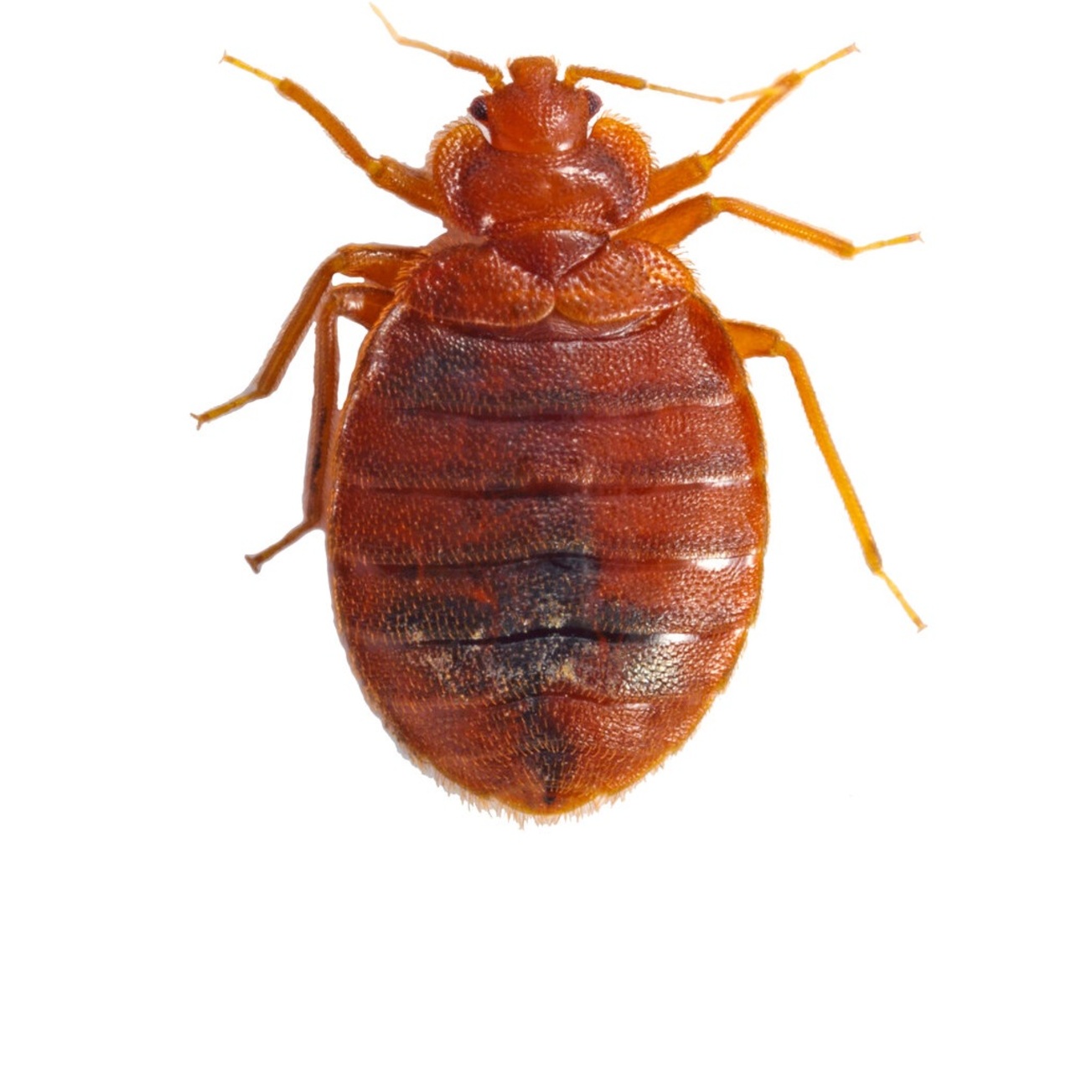 مكافحة بق الفراش عمان الاردن