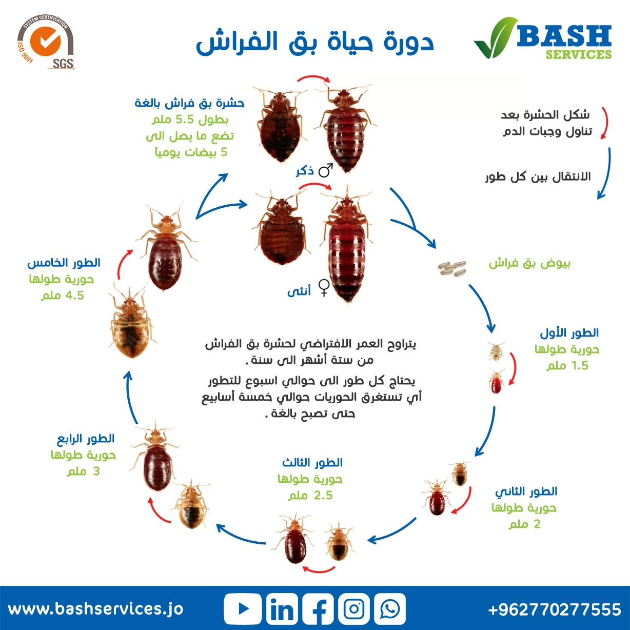 مكافحة البق عمان الاردن