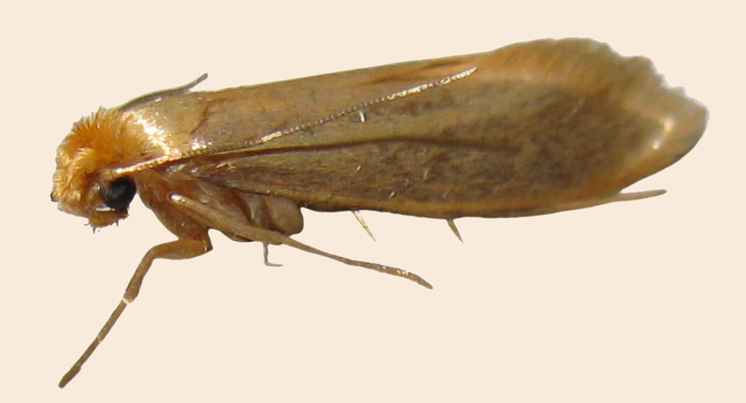 مكافحة عث الملابس عمان الاردن