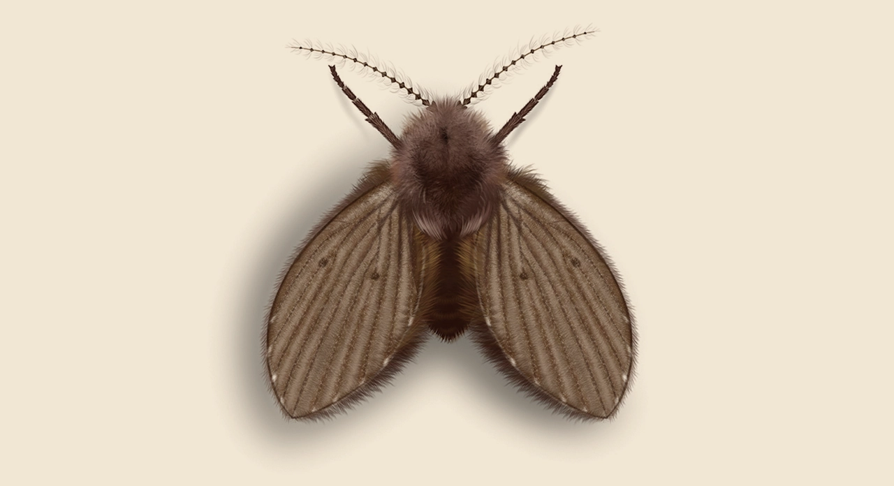 مكافحة البرغش عمان الاردن