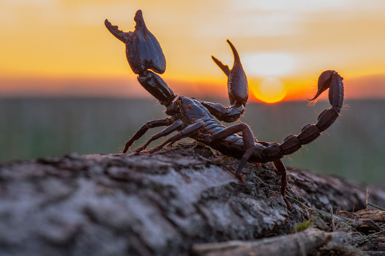 مكافحة العقارب عمان الاردن