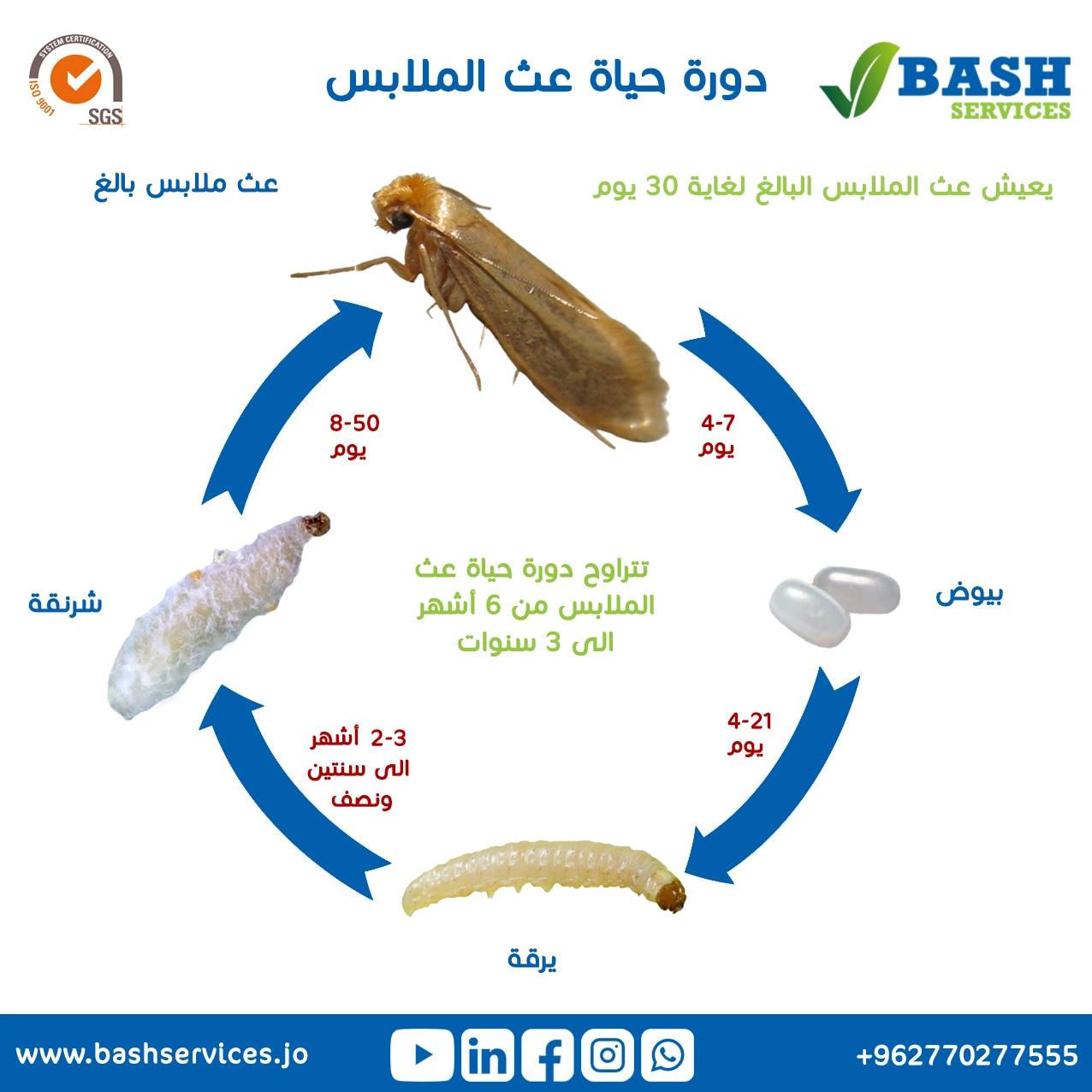 مكافحة العث عمان الاردن