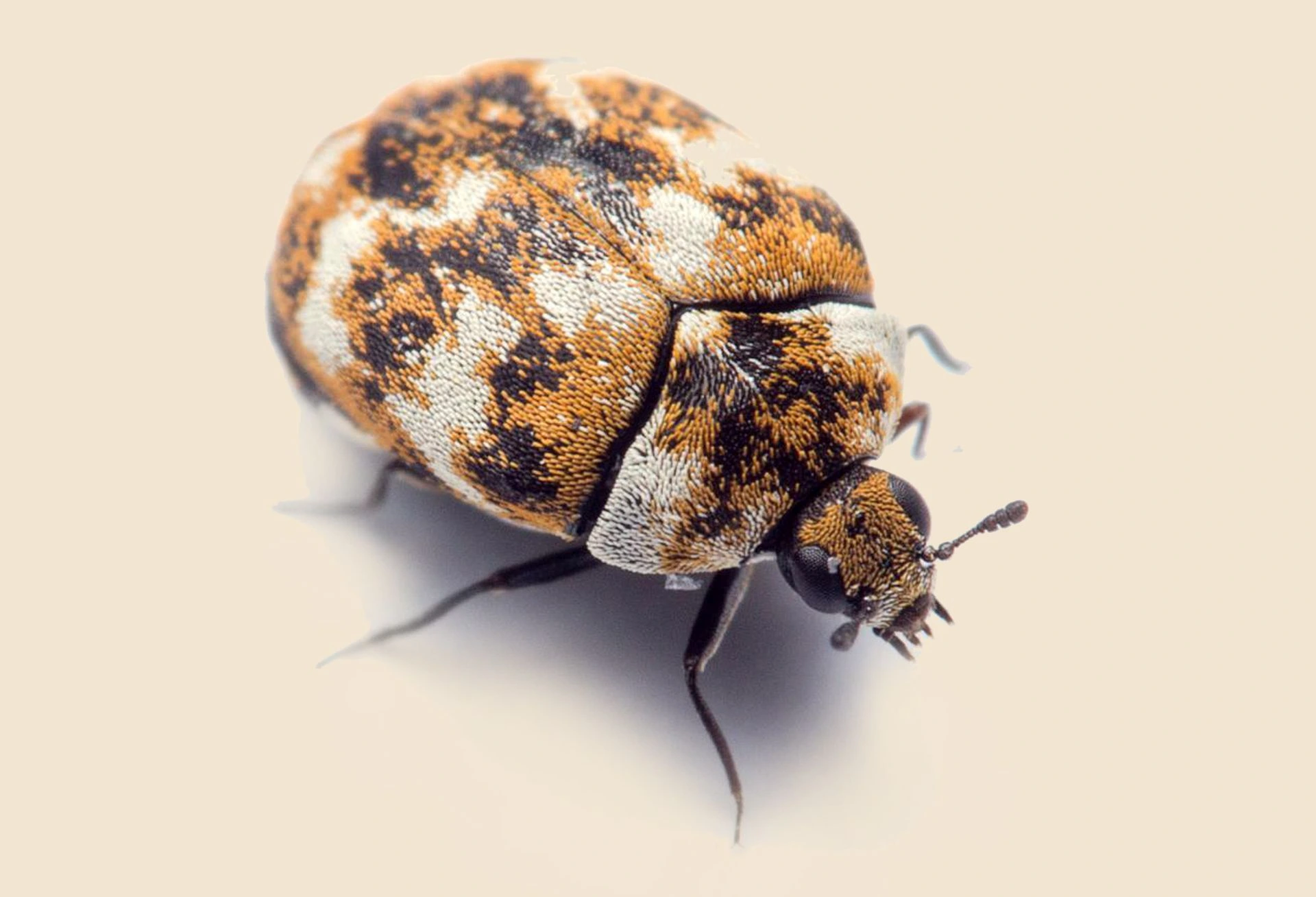 مكافحة خنافس السجاد عمان الاردن