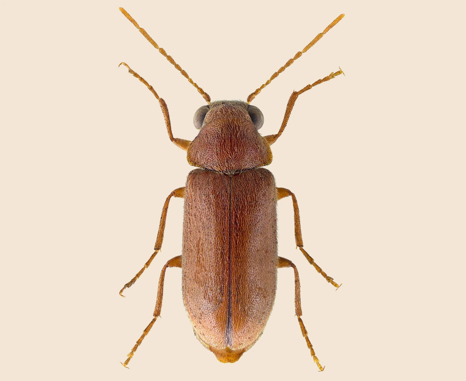 مكافحة السوس عمان الاردن