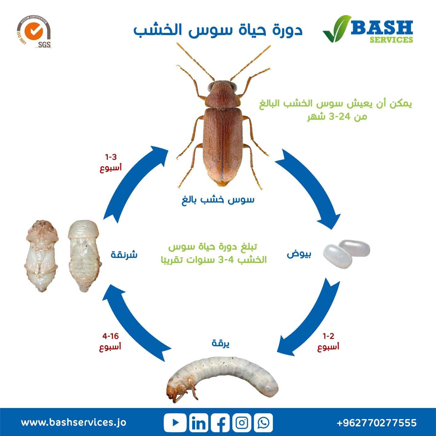 مكافحة سوس الخشب عمان الاردن