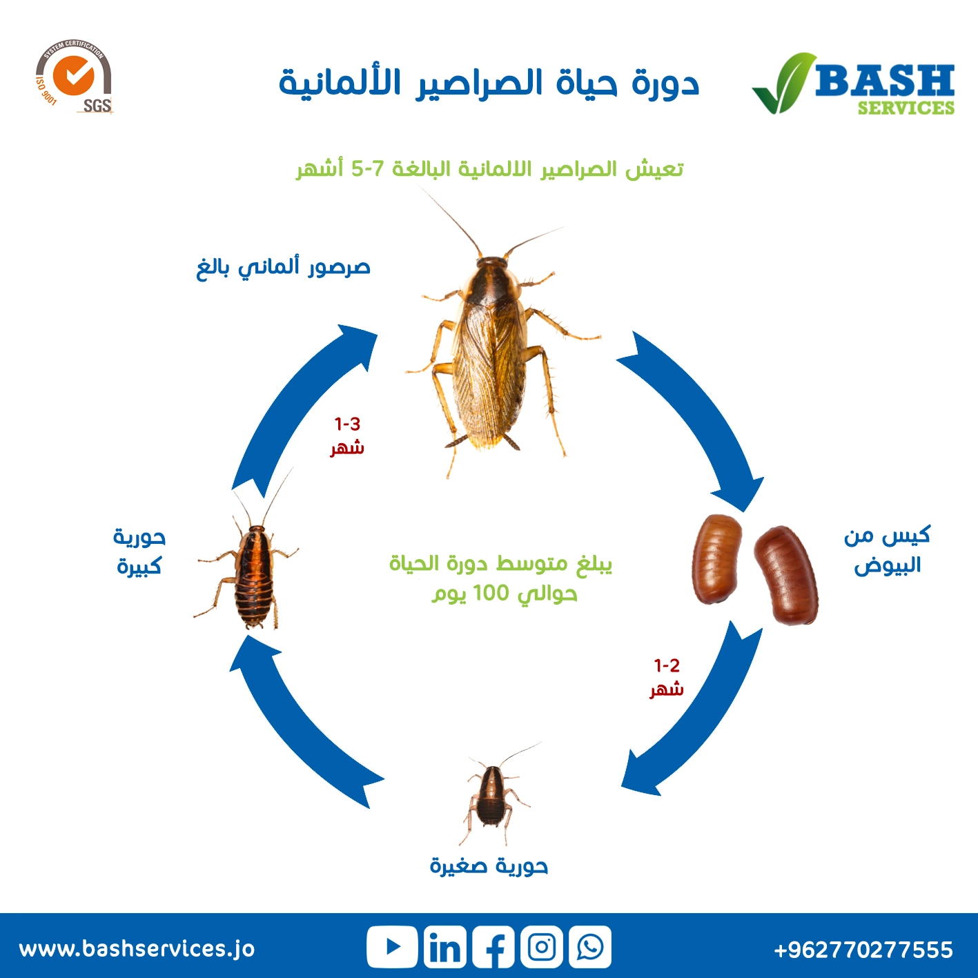 مكافحة الصراصير عمان الاردن