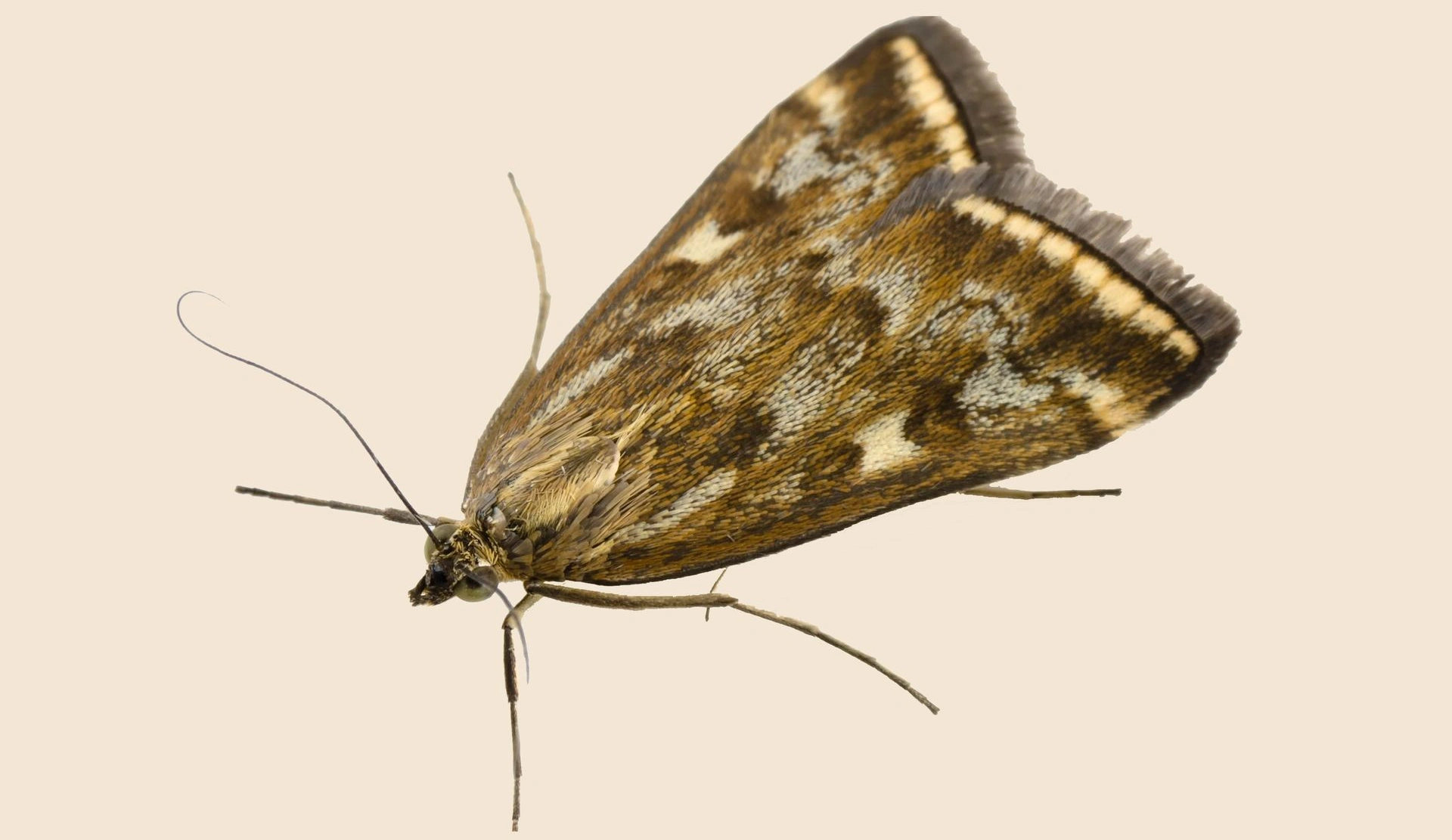 مكافحة عث المنازل عمان الاردن