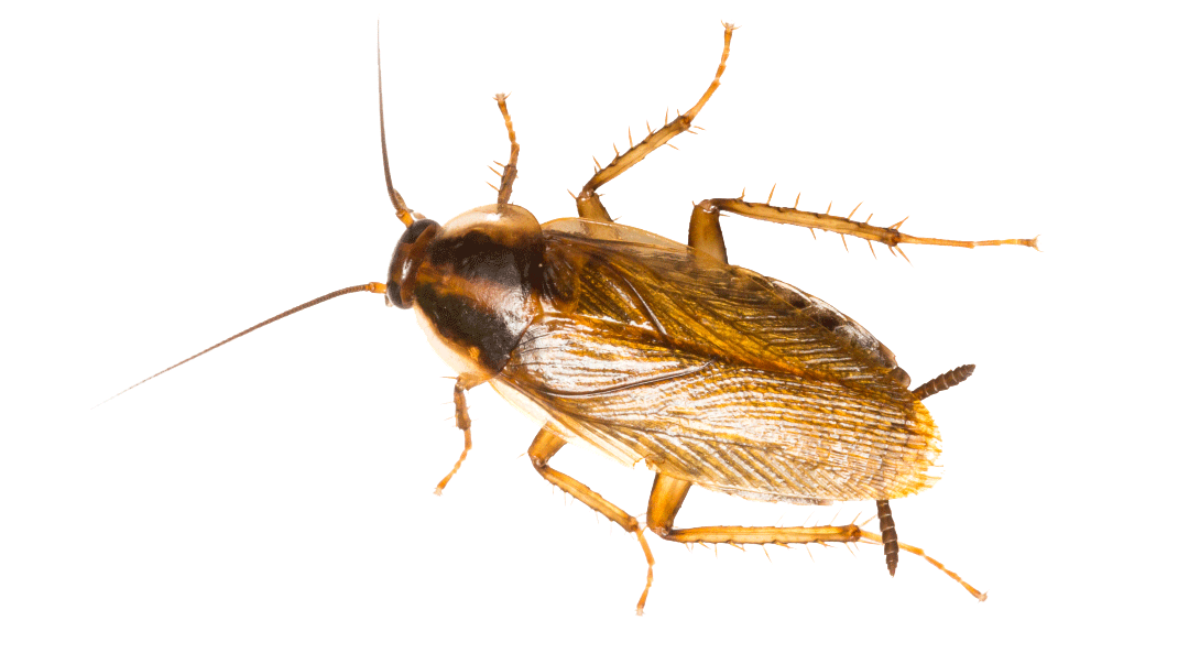 رش الصراصير عمان الاردن