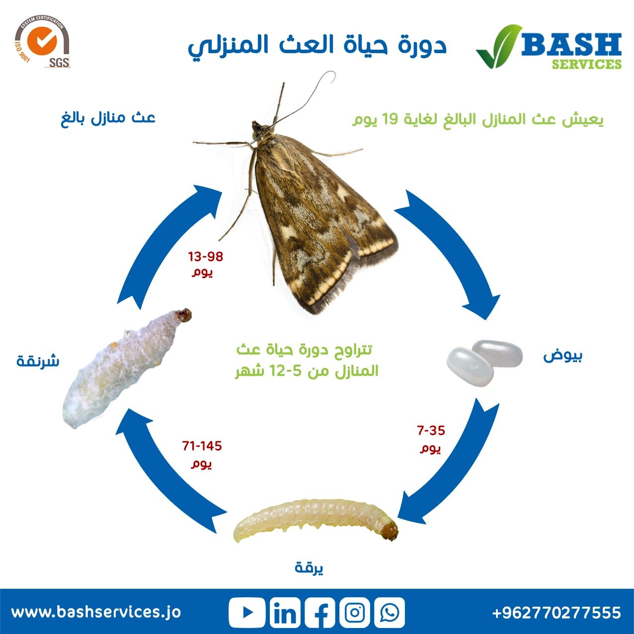 مكافحة العث عمان الاردن