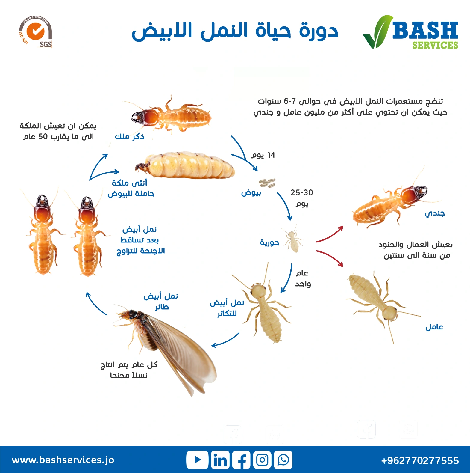 مكافحة النمل الابيض عمان الاردن