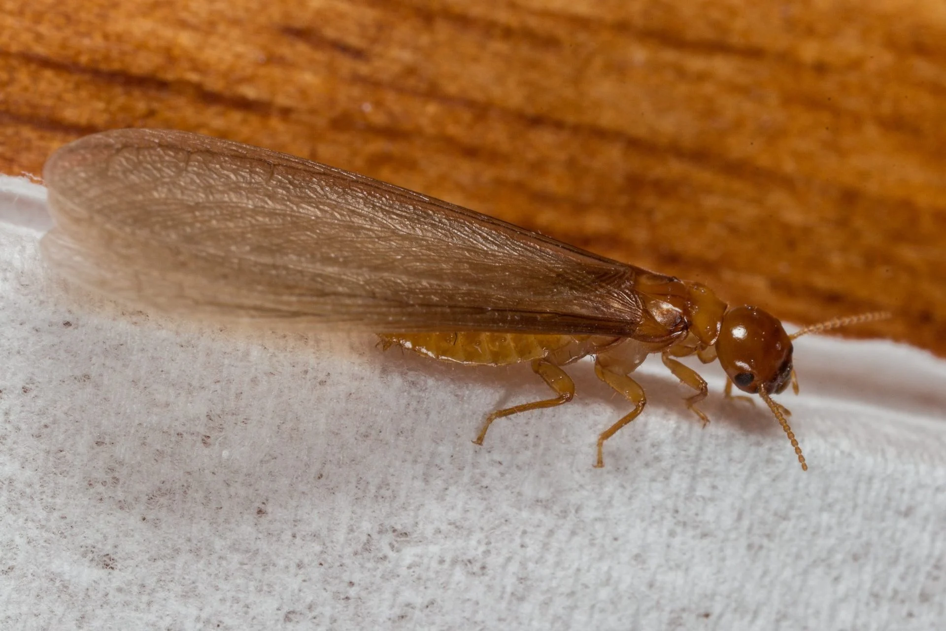 مكافحة النمل الابيض عمان الاردن