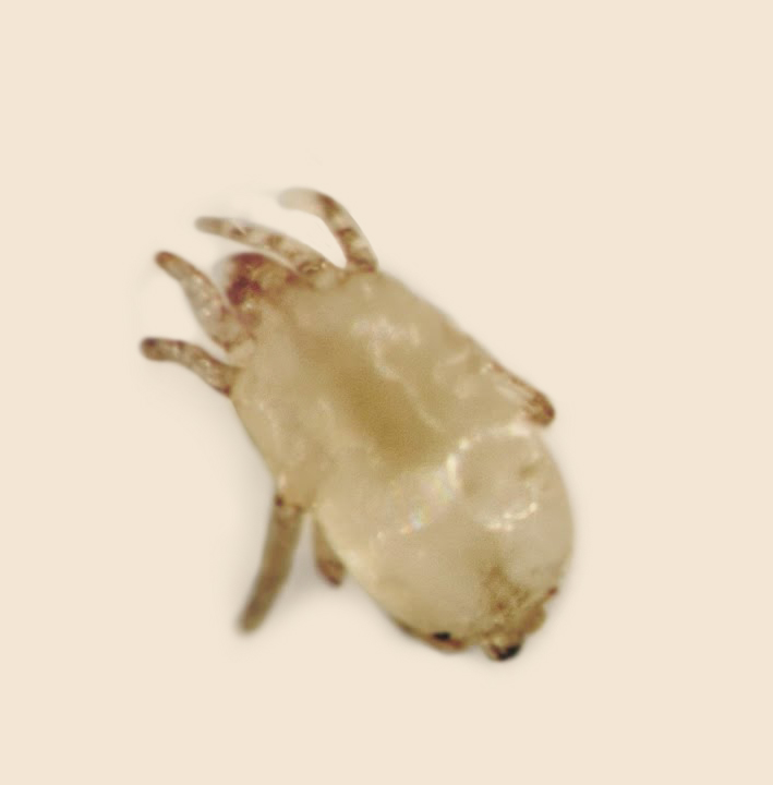 مكافحة عث الغبار المنزلي عمان الاردن