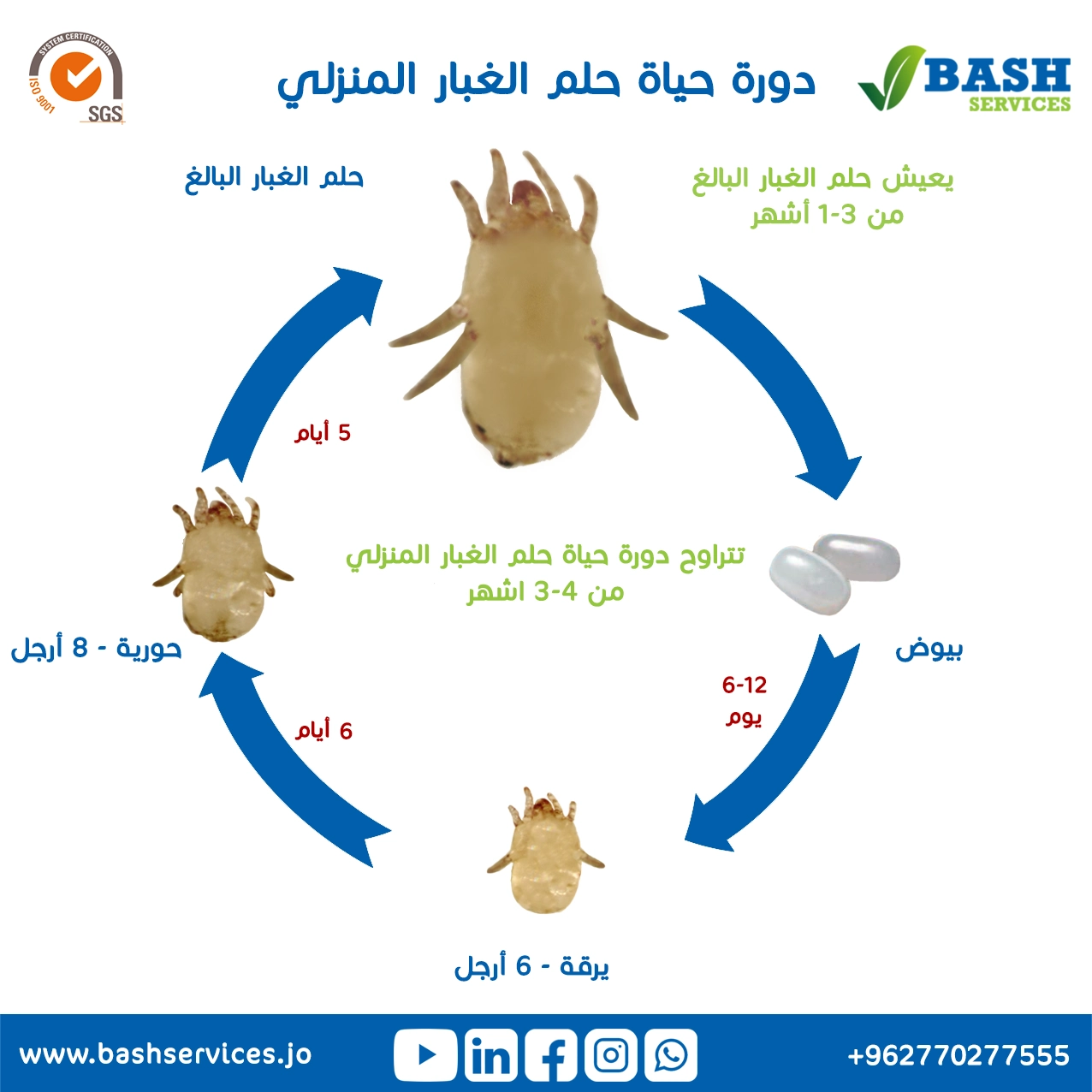 علاج العث المنزلي عمان الاردن