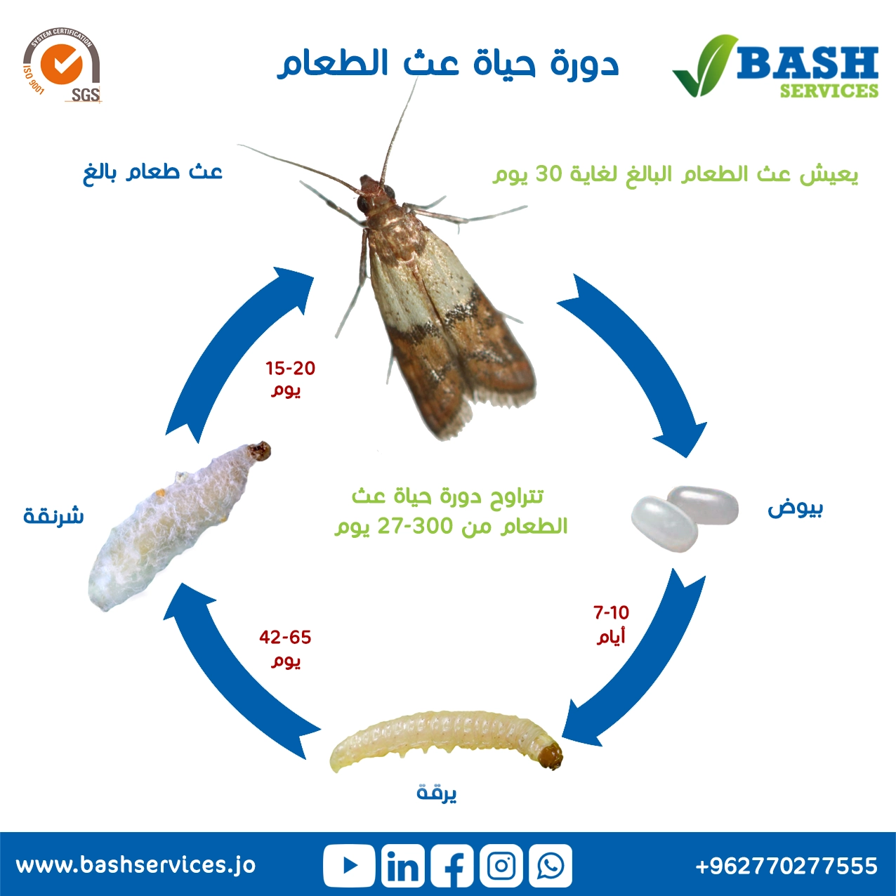 مكافحة سوس الطعام عمان الاردن