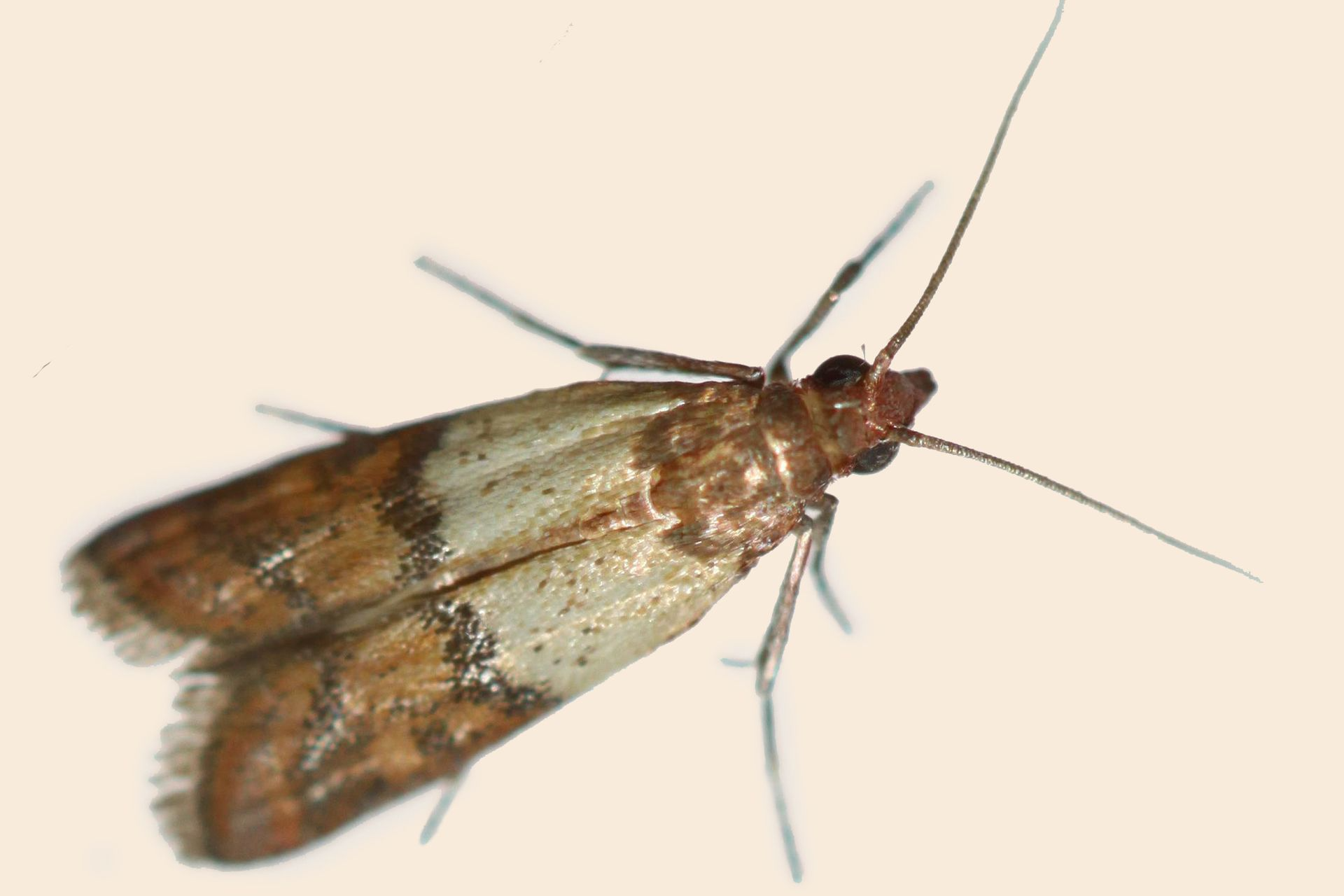 مكافحة عث الطعام عمان الاردن